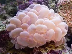 Bubble Coral Sea (plerogyra spp)