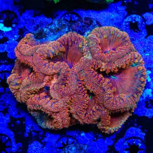 Cherry Blastomussa Colony Coral