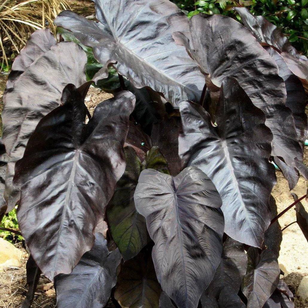 Colocasia Esculenta 'Black Coral' Taro (Bare Root)