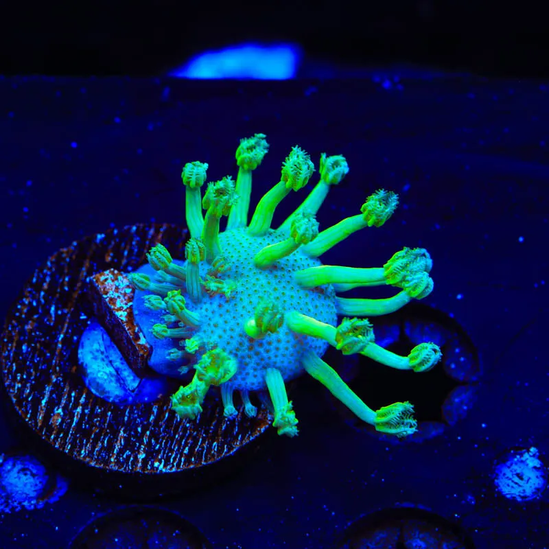 Green Long Polyp Toadstool Coral