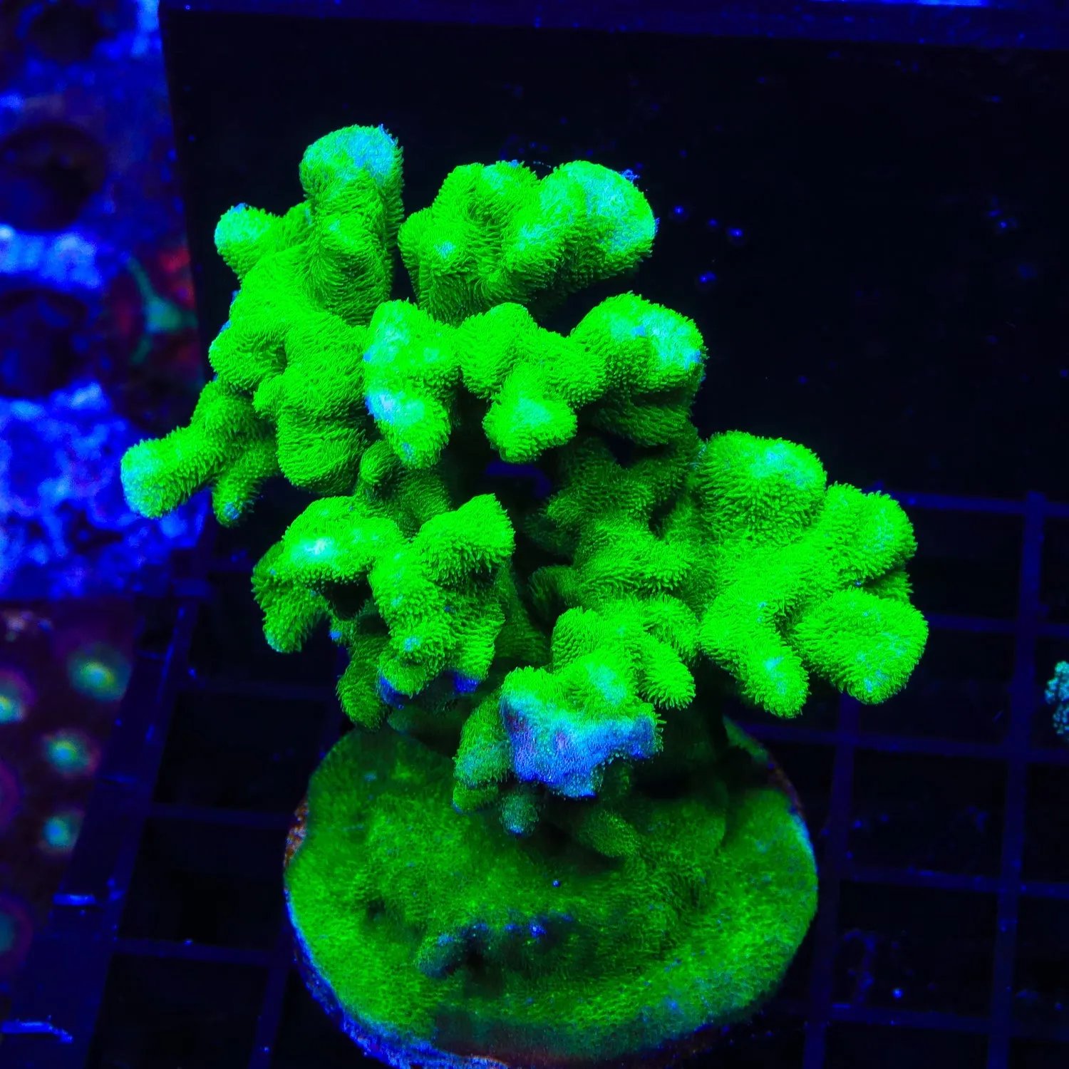 Kelly Green Psammocora Coral Colony