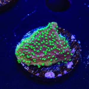 ORA Supernatural Montipora Cap Coral