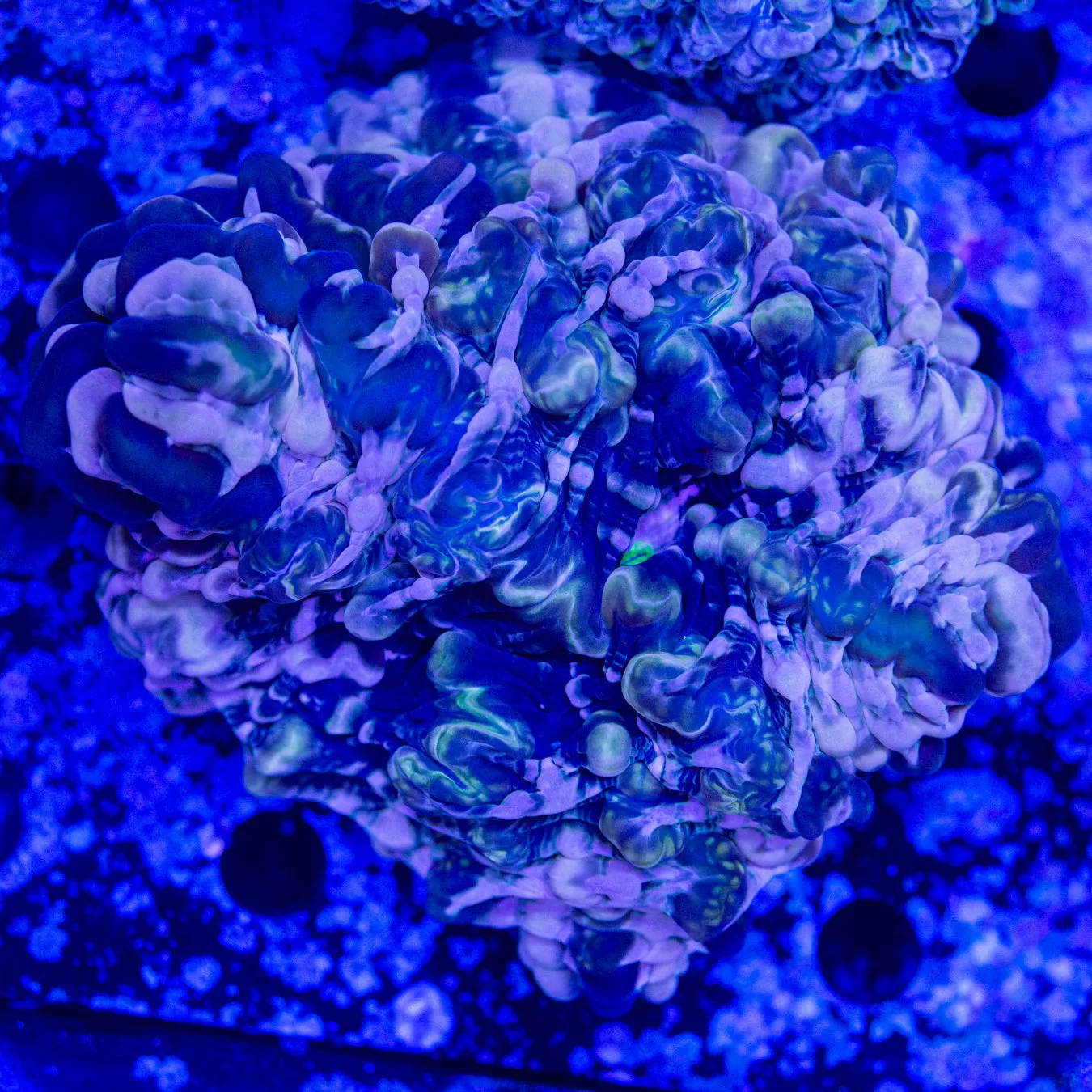 Purple Clouds Indophyllia