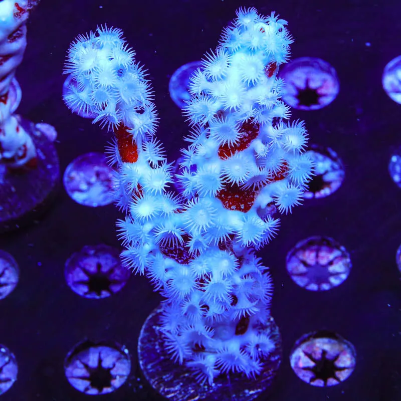 Red Finger Sponge Coral