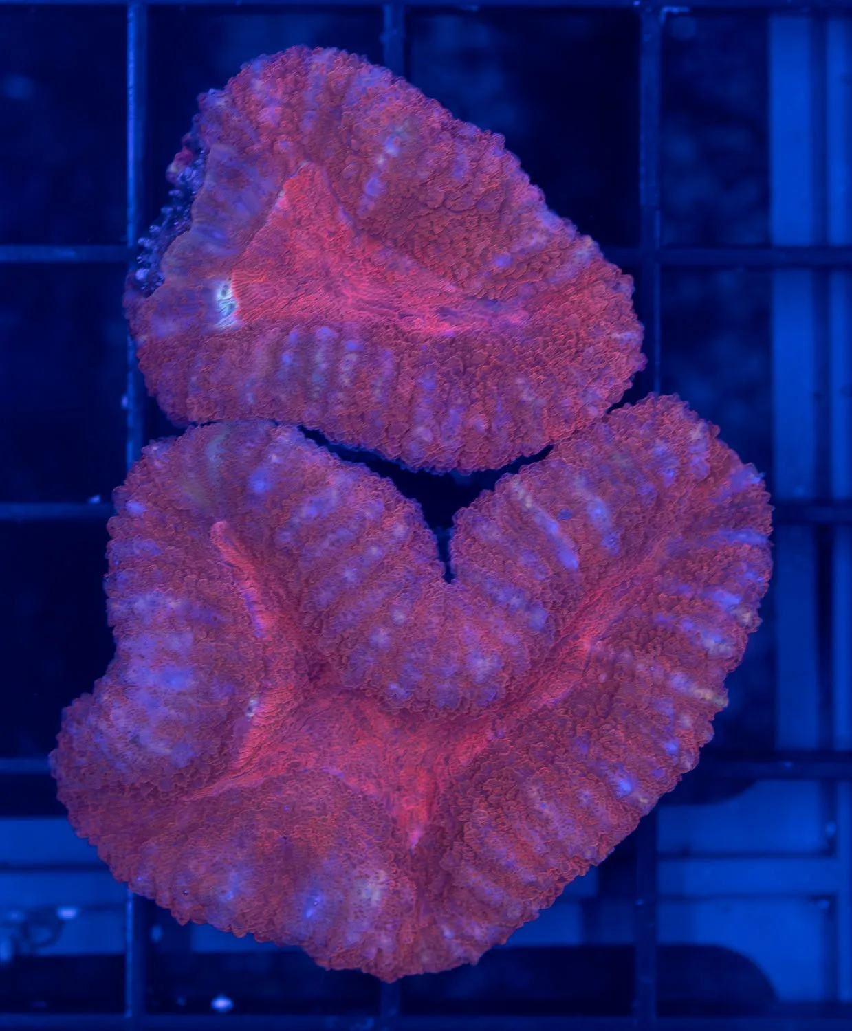 Red Lobophyllia