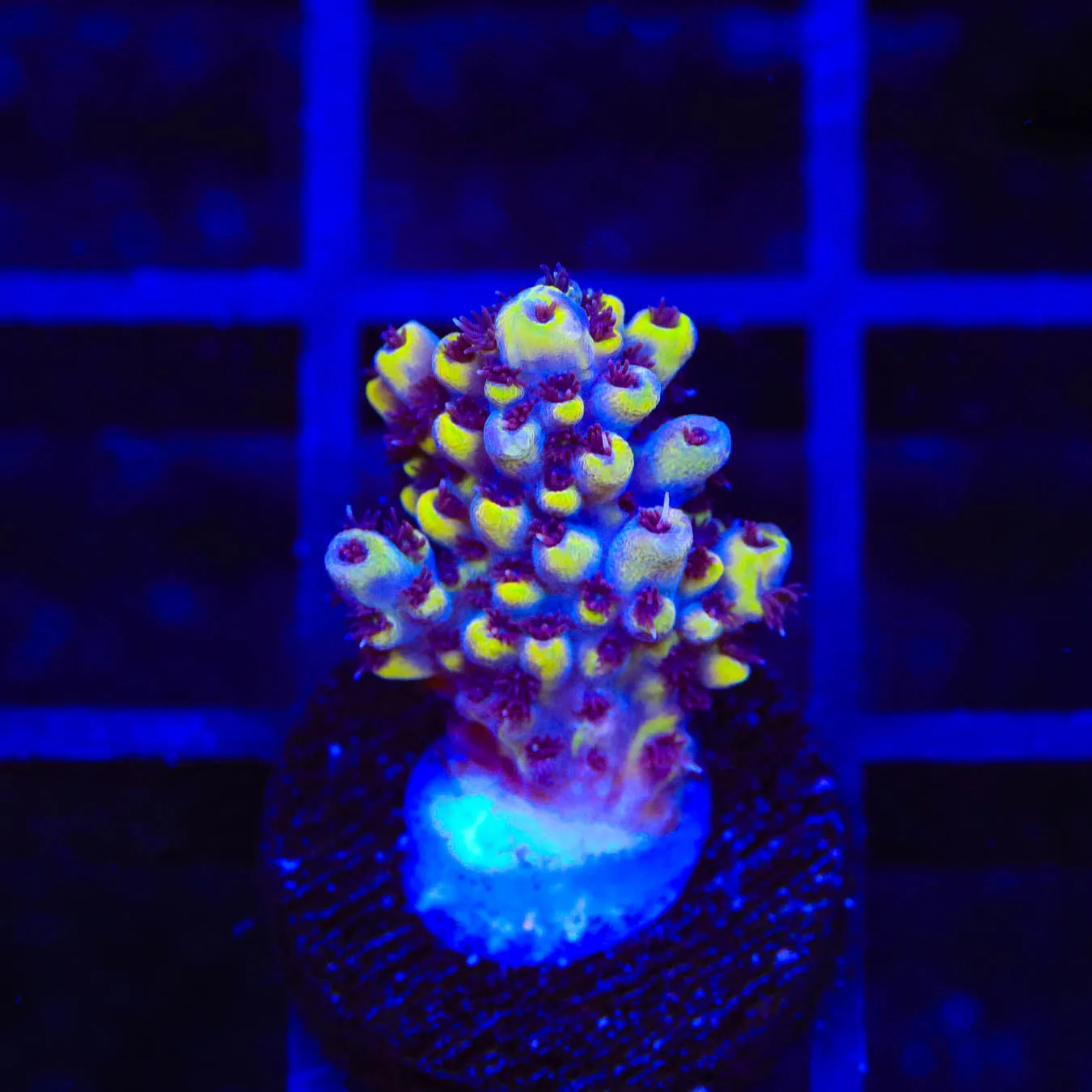 TSA Beehive Acropora Coral