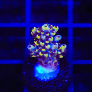 TSA Beehive Acropora Coral