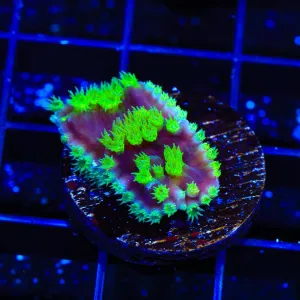 TSA Joker Scroll Coral