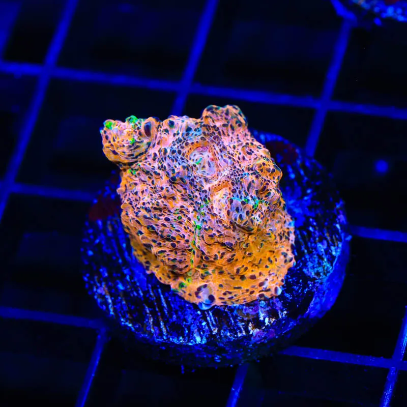 TSA Neon Lights Chalice Coral