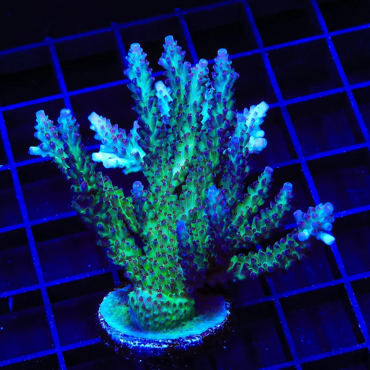 TSA Raspberry Limeade Acropora Coral Colony