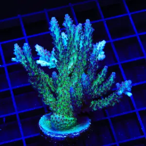 TSA Raspberry Limeade Acropora Coral Colony