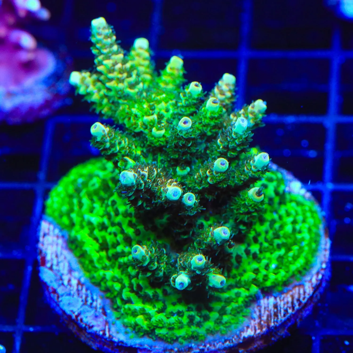 TSA Rick Moranis Acropora Coral Colony