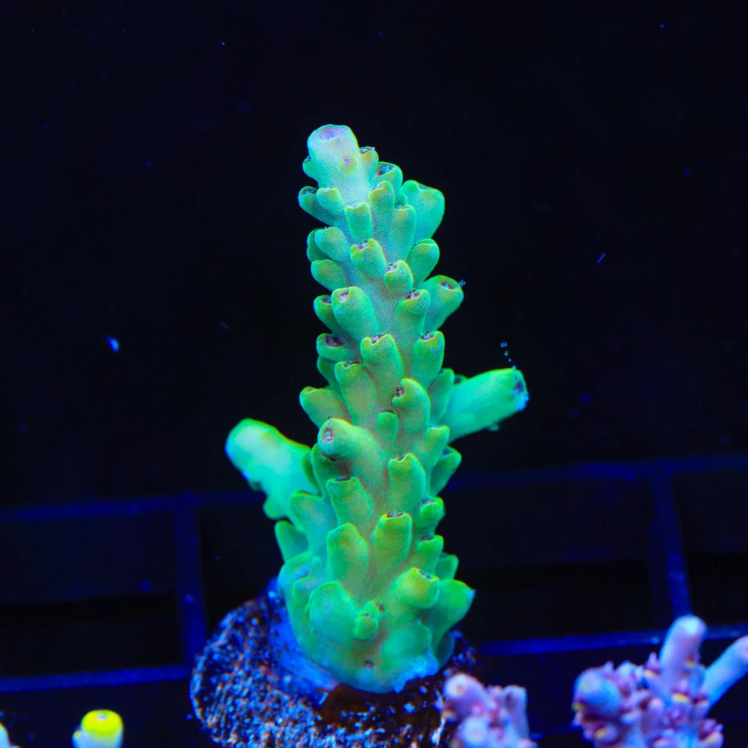 TSA Rising Sun Acropora Frag