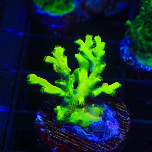 TSA Surge Speciosa Acropora Coral