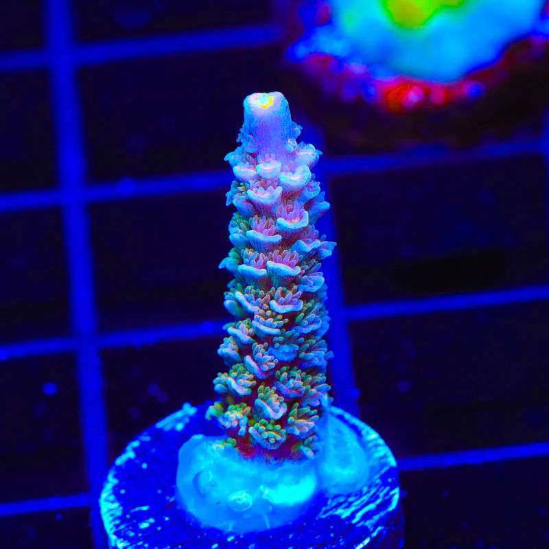 TSA Trainwreck Acropora Coral